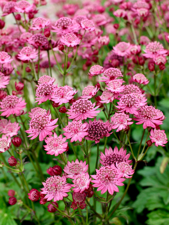 Astrantia 'Cerise Button' vaste plant voor zon en halfschaduw