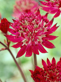 Astrantia (Zeeuws knoopje) Major Claret