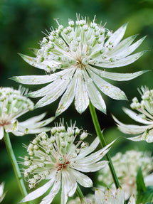 Astrantia (Zeeuws knoopje) Major Shaggy