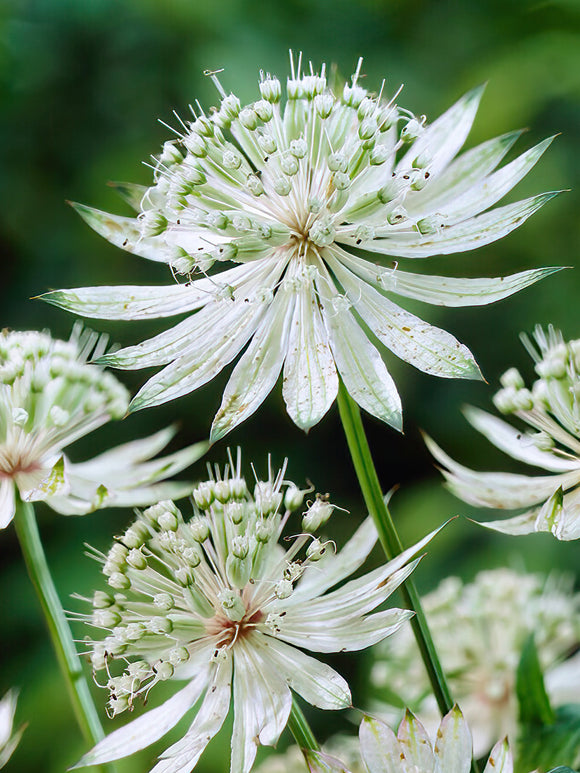 Astrantia Major Shaggy - (Zeeuws knoopje) vaste planten