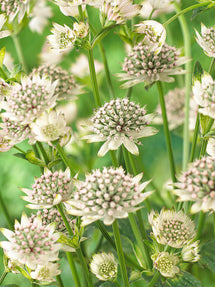 Astrantia (Zeeuws knoopje) Major Star of Billion
