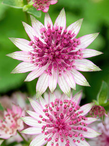 Astrantia (Zeeuws knoopje) Major Superstar