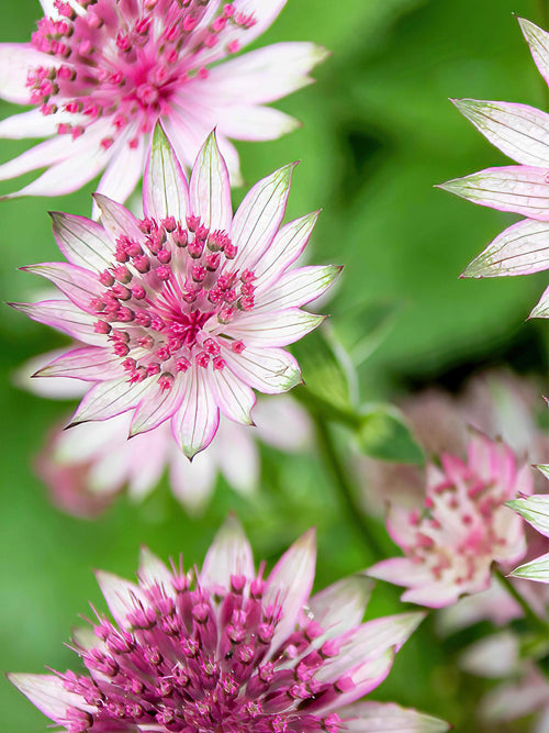 (Zeeuws knoopje) Astrantia Major Superstar vaste planten