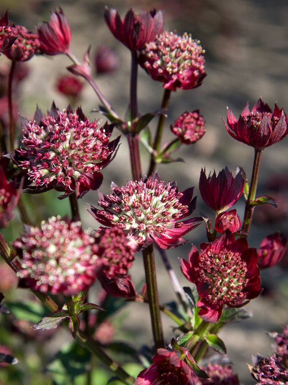 Zeeuws knoopje 'Moulin Rouge' kopen, winterharde vaste plant