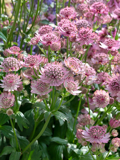 Astrantia (Zeeuws knoopje) major 'Pink Button' online kopen, levering in het voorjaar