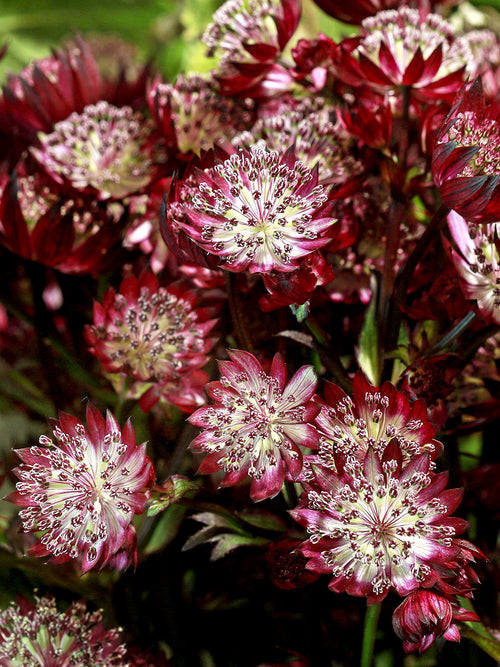 Astrantia (Zeeuws knoopje) major 'Red Button' online kopen, levering in het voorjaar