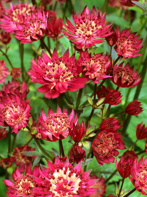 Astrantia 'Red Button' vaste plant voor zon en halfschaduw