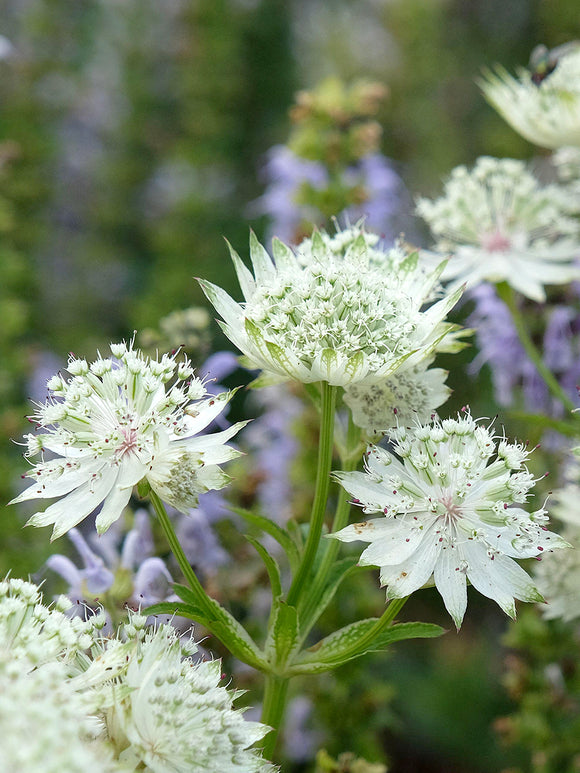 Astrantia major 'White Button' (Zeeuws knoopje) met witte bloemen