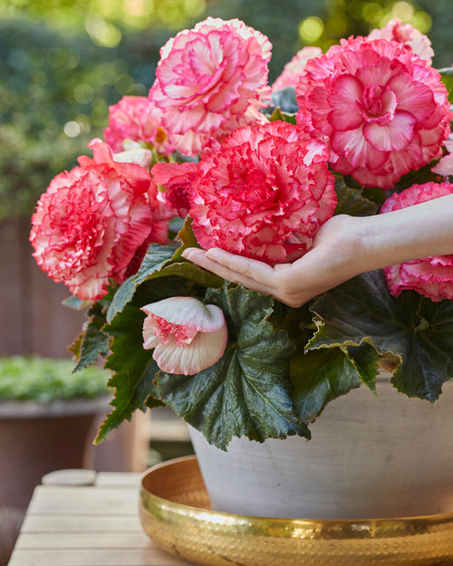 Begonia Picotee - Wit en Roze - Begonia Bollen