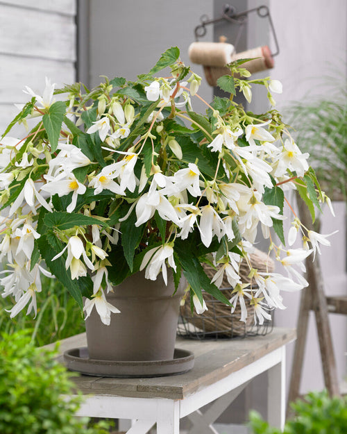 Begonia bollen Boliviensis Santa Barbara
