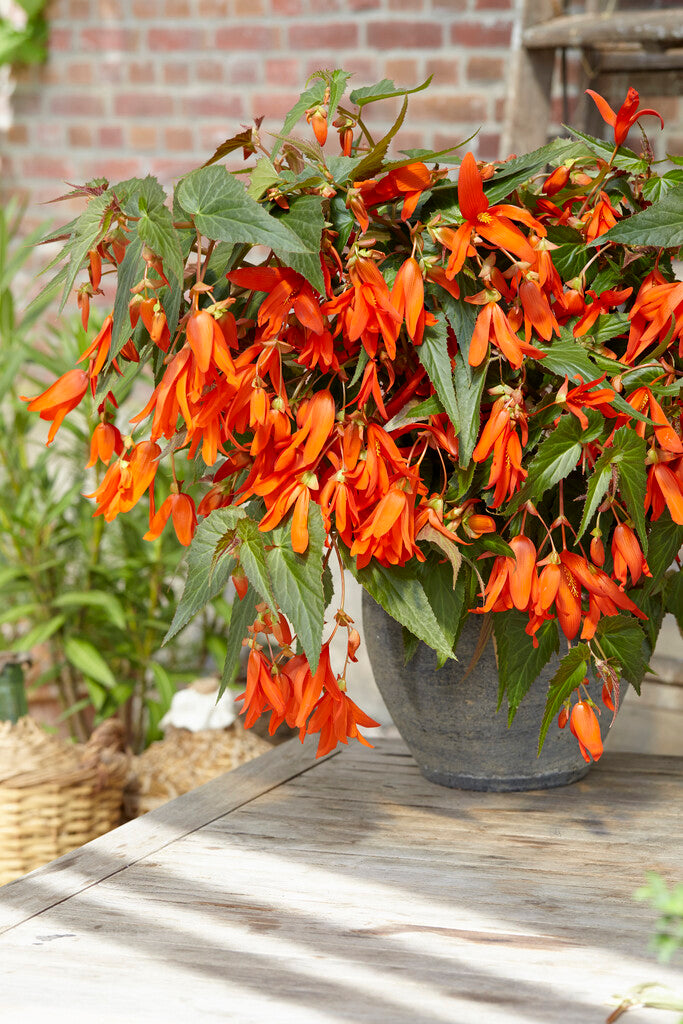 Begonia boliviensis deals