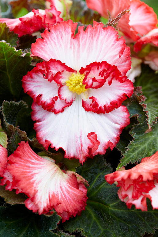 Begonia 'Crispa Marginata' wit en rood gemengd