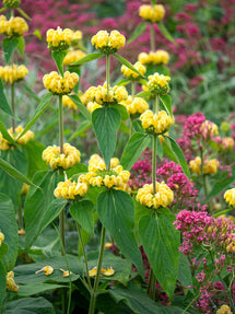 Phlomis Russeliana (Brandkruid)