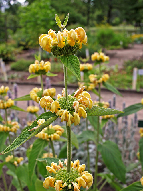 Brandkruid Phlomis russeliana vaste Planten online bestellen