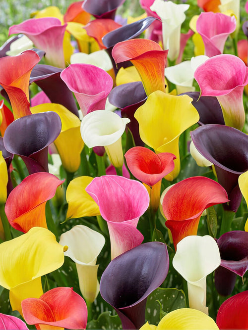 Calla Lelie Mix Gemengde kleuren - Calla Knollen kopen