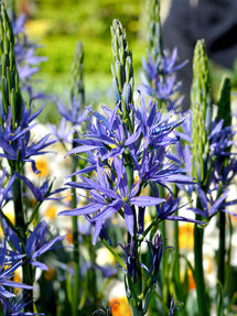 Camassia Esculenta (Indianenbloem)