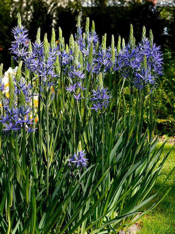 Camas lelie - Camassia Esculenta