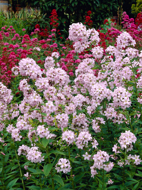 Campanula Loddon Anna (Klokjesbloem) vaste planten kopen