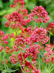 Centranthus Coccineus (Rode valeriaan)