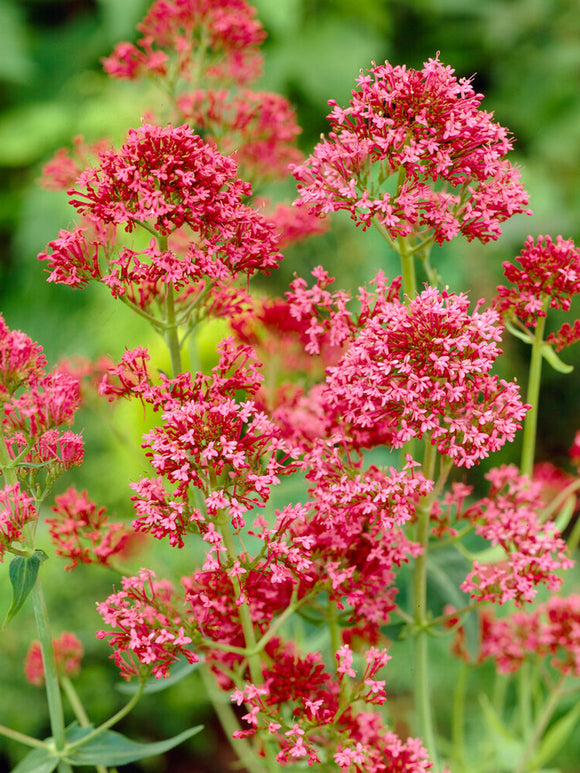 Centranthus Coccineus (Rode valeriaan)