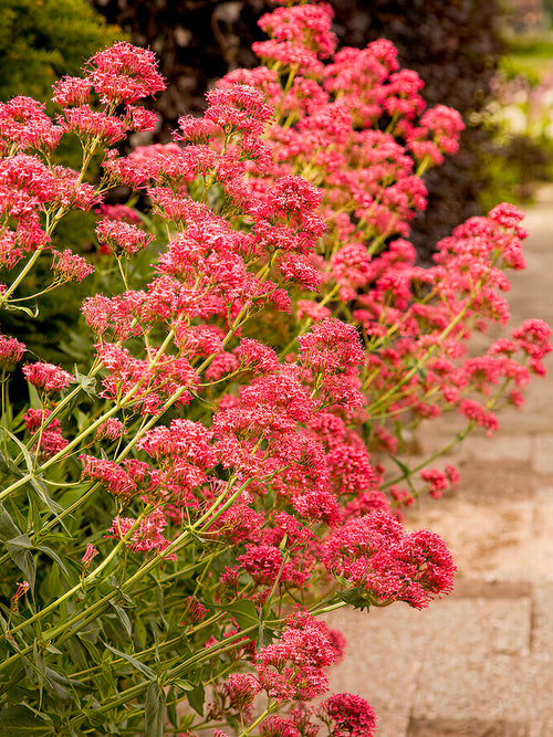 Centranthus Coccineus (Rode valeriaan) vaste planten