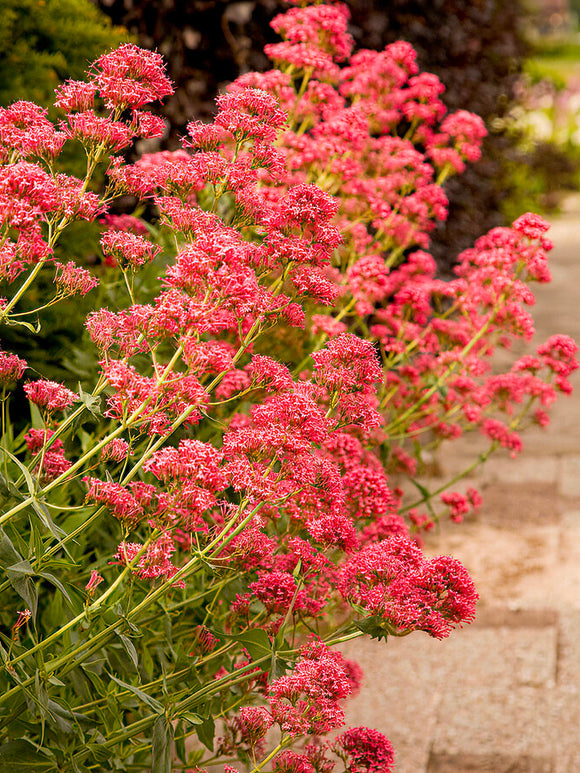 Centranthus Coccineus (Rode valeriaan) vaste planten