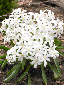 Chionodoxa Lucilea Alba (Sneeuwroem)