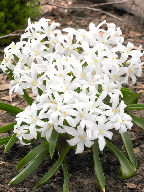 Chionodoxa Lucilea Alba (Sneeuwroem)