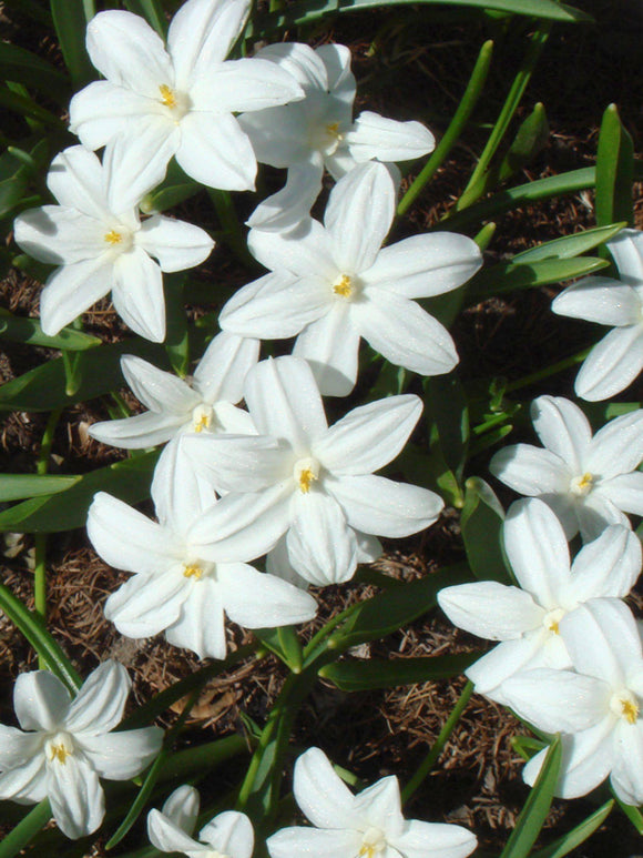 Chionodoxa Lucilea Alba (Sneeuwroem)