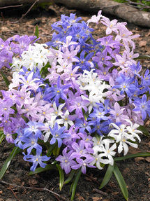 Chionodoxa Lucilea Bestseller Mix (Sneeuwroem)