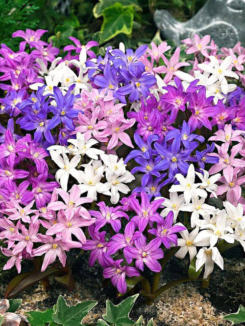 Chionodoxa Lucilea Bestseller Mix (Sneeuwroem)