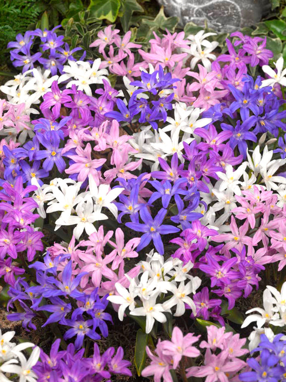 Chionodoxa Lucilea Bestseller Mix (Sneeuwroem)