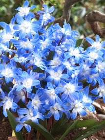 Chionodoxa Lucilea (Sneeuwroem)