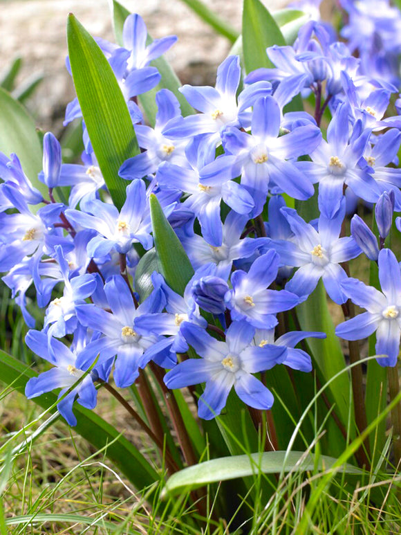 Chionodoxa Lucilea (Sneeuwroem)