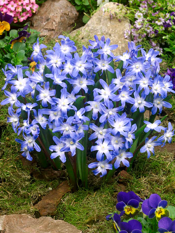 Chionodoxa Lucilea (Sneeuwroem)