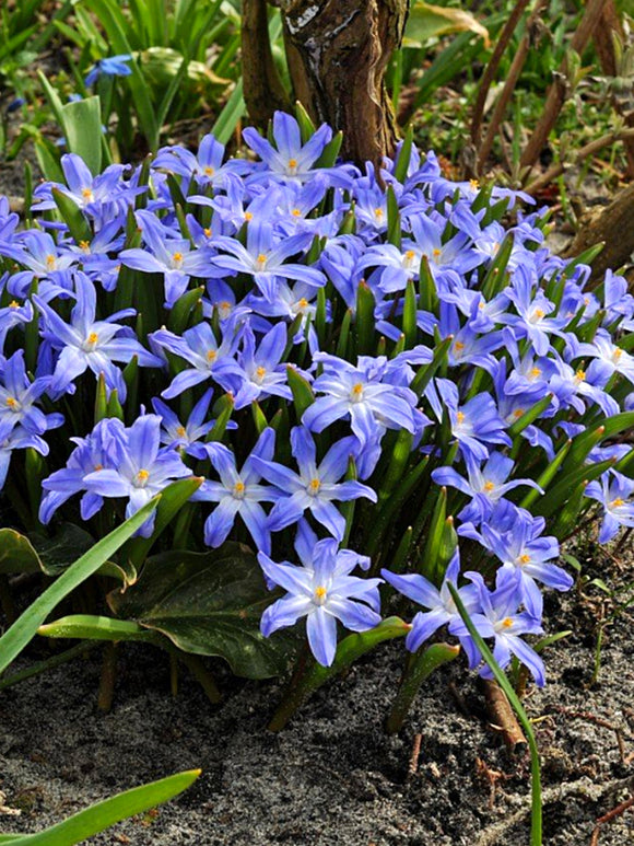 Chionodoxa Lucilea (Sneeuwroem)