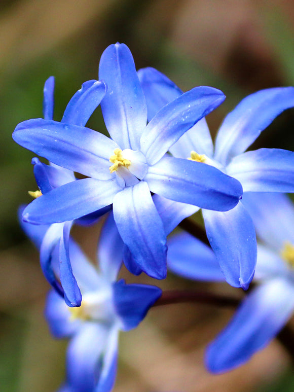 Chionodoxa Lucilea (Sneeuwroem)