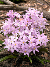Chionodoxa Lucilea Rose Queen (Sneeuwroem)