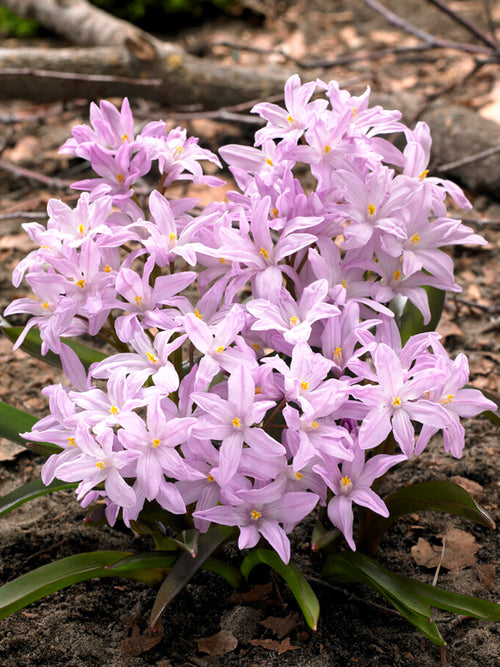 Chionodoxa Lucilea Rose Queen (Sneeuwroem) - Roze Bollen
