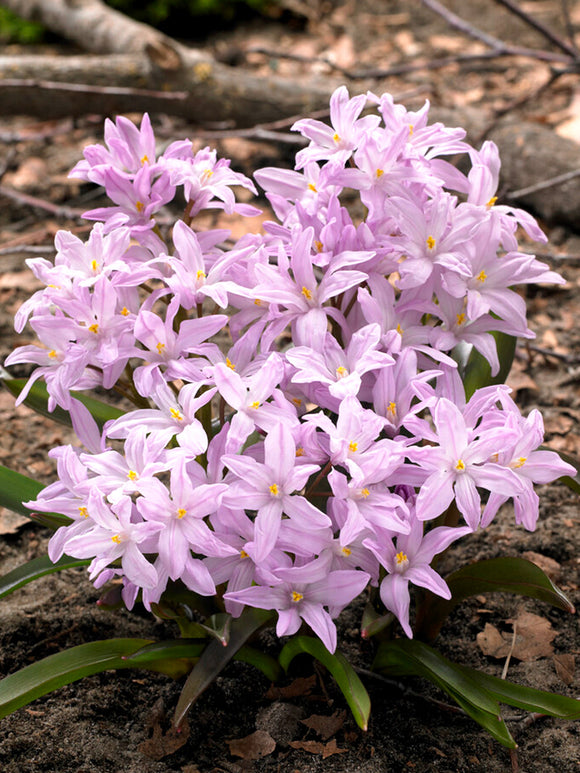 Chionodoxa Lucilea Rose Queen (Sneeuwroem) - Roze Bollen