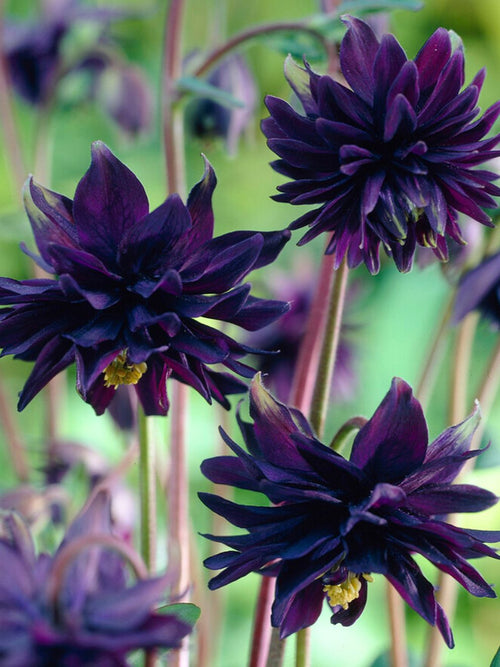 (Aquilegia) Black Barlow Wilde Akelei