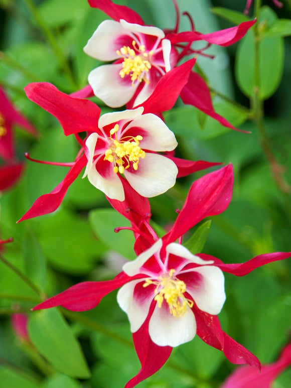 (Aquilegia) Akelei Crimson Star Vaste Planten