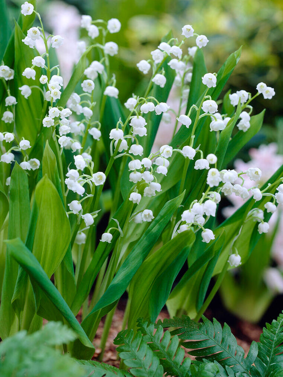 Lelietje van Dalen (Convallaria majalis)