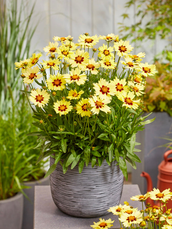 Coreopsis Solar Moon (Meisjesogen) vaste planten