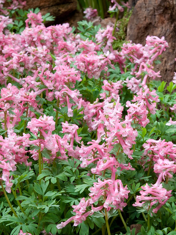 Corydalis solida ‘Beth Evans’ onder bomen met fijn varenachtig blad