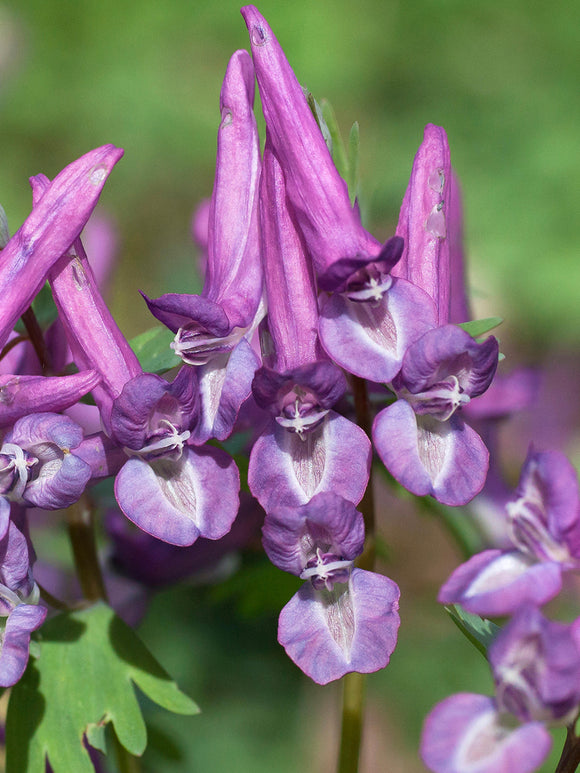 Detail van de paarse bloemtrossen van Corydalis solida ‘Purple Bird’