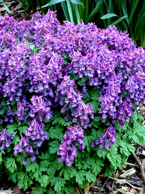 Corydalis solida ‘Purple Bird’ in een bostuin met varenachtig blad