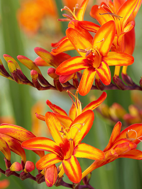 Crocosmia Firestars Firestarter bestellen