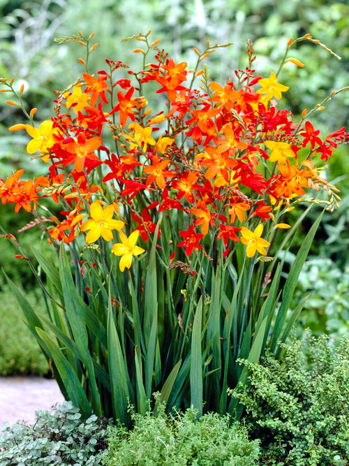 Crocosmia Mix Crocosmia Mix (Montbretia) bollen