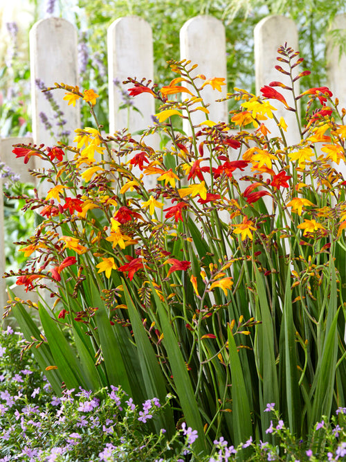 Crocosmia Mix (Montbretia) bollen knollen